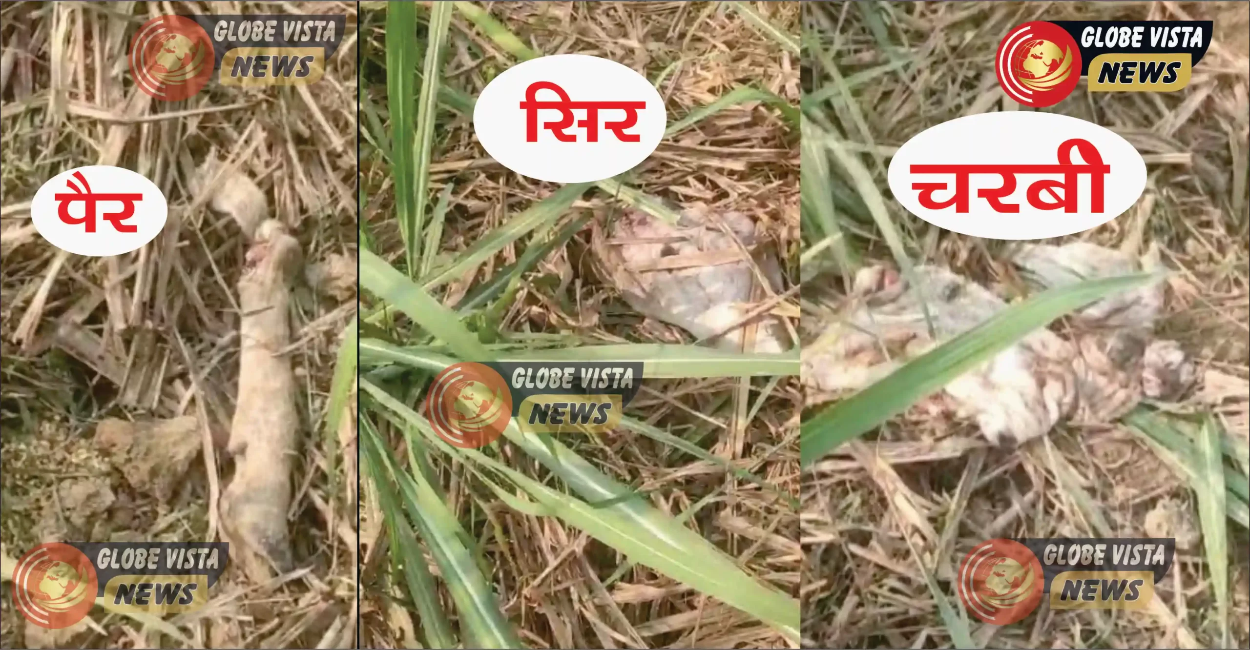 थाना हैदराबाद : क्षेत्र के ग्राम देवरिया में गौहत्या।